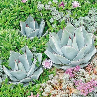 1 Pakje papieren lunch servetten - Succulent - Ambiente