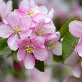 1 Pack Paper Lunch Napkins - Apple Blossoms - Paper + Design