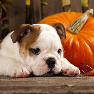 1 Pakje papieren lunch servetten - Autumn Dog - Paper+Design