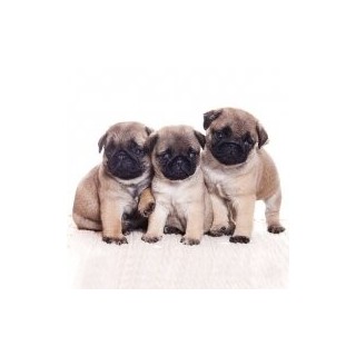 1 Pack Paper Lunch Napkins - Pug Dog - Ambiente