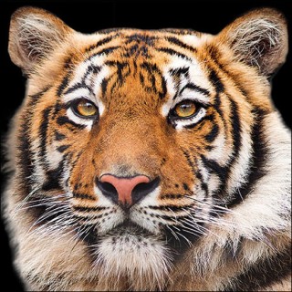 paper lunch napkins - Bengal tiger - Ambiente