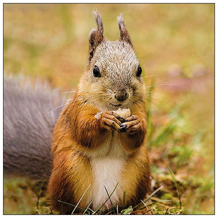 paper lunch napkins - Squirrel - Ambiente